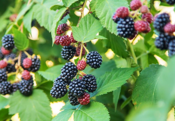 Fruitplanten en -struiken