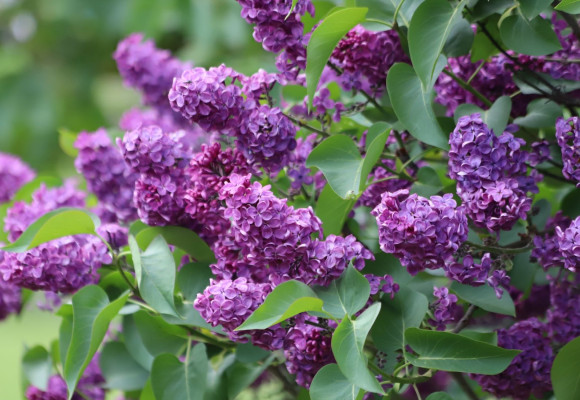 Syringa