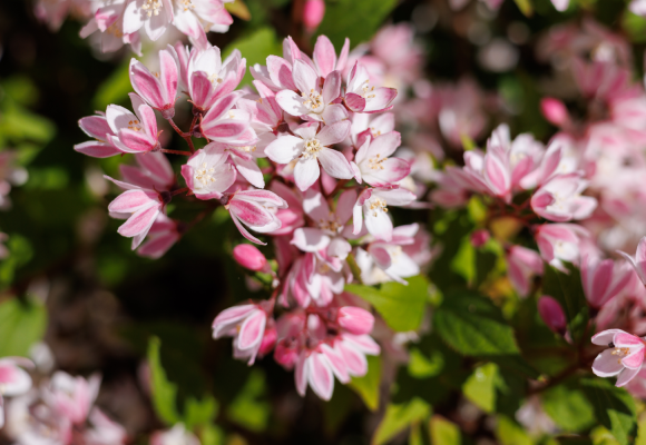 Deutzia