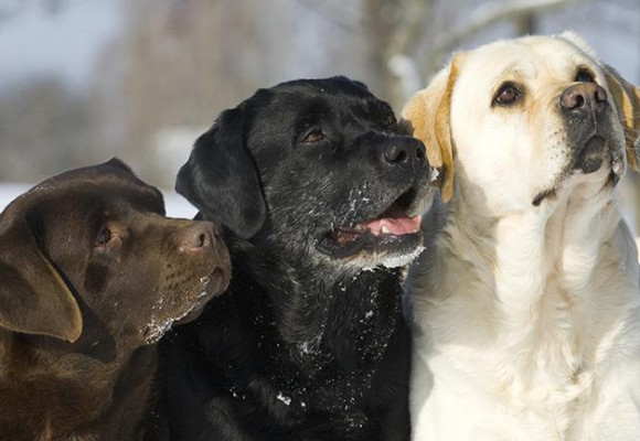 Honden in de winter