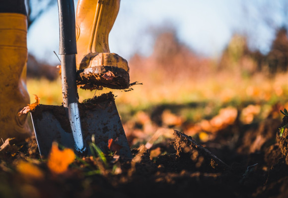 Plant slim in het najaar