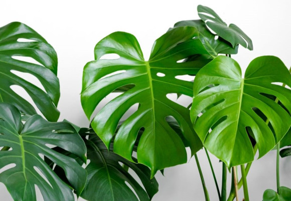 Monstera