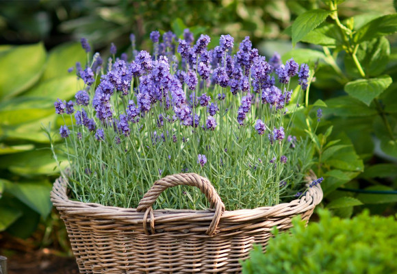 Een heerlijk geurende tuin