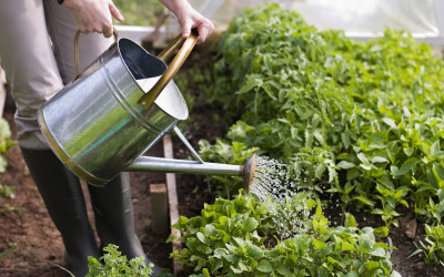 Tuinkalender augustus