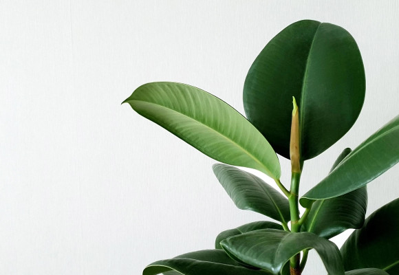 Ficus elastica Sofia