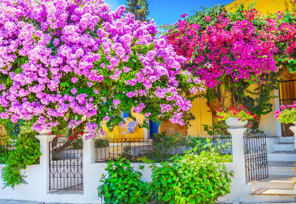 Mediterraanse schoonheid