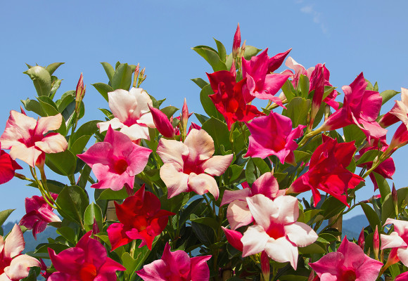 Mandevilla