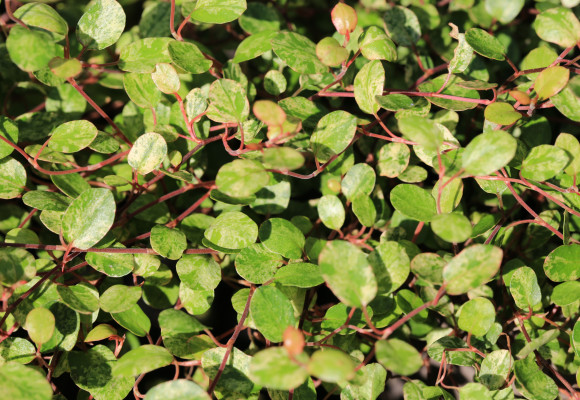 Muehlenbeckia