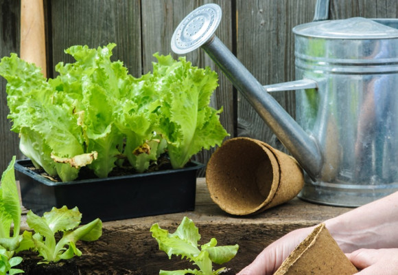 Start van het moestuinseizoen