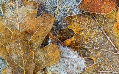 Tuinkalender november