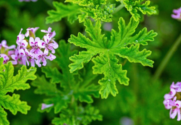 Pelargonium Mosquitaway 