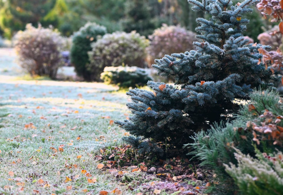 Maak je tuin winterklaar