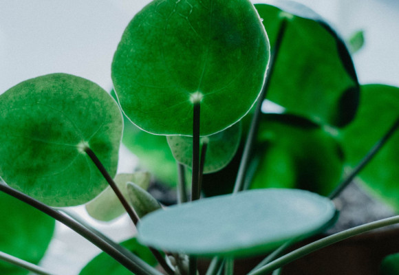 Pilea peperomioides