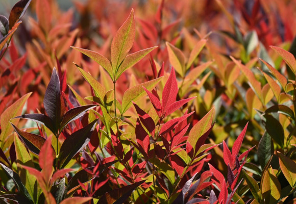 Nandina domestica