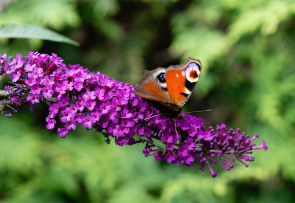 Van ijsparadijs naar biodiverse tuin