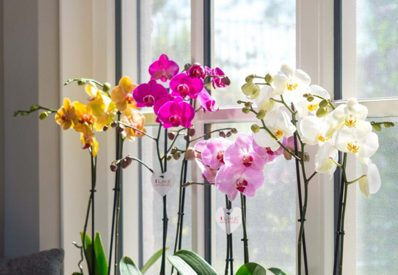 Alles in huis voor een interieur vol geur