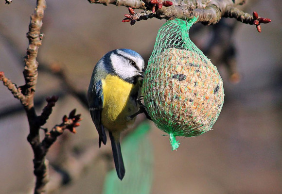 Hoe voed je tuinvogels in de winter?