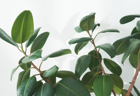 Ficus elastica