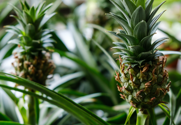 Ananas comosus 'Mi Amigo'