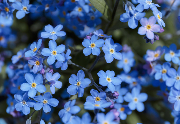 Myosotis sylvatica
