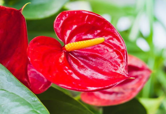 Anthurium