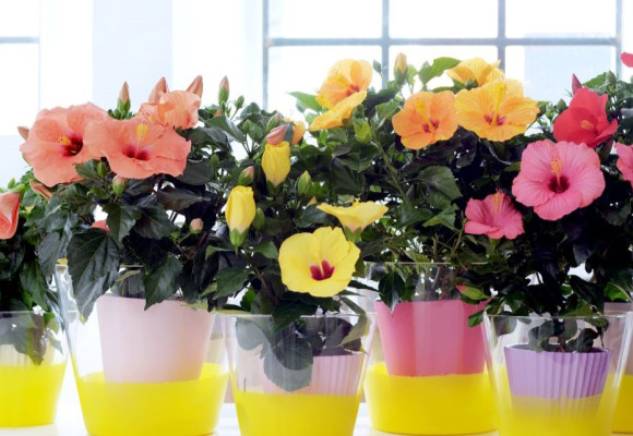 Hibiscus rosa-sinensis