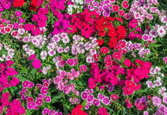 Dianthus