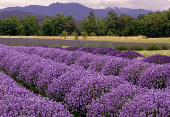 Lavendula