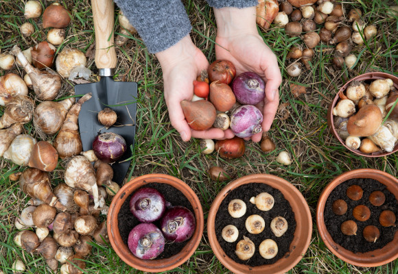 Bloembollen in pot planten