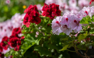 Pelargonium grandiflorum