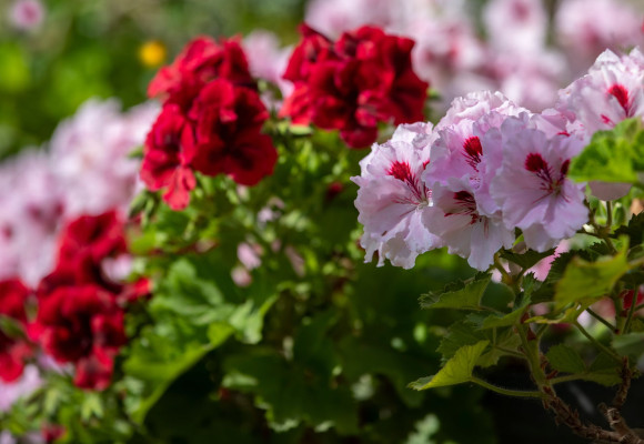 Pelargonium grandiflorum