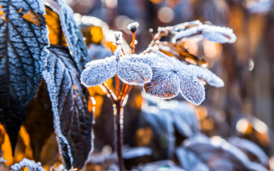 Tuinkalender december