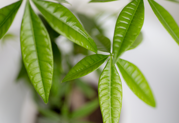 Pachira aquatica
