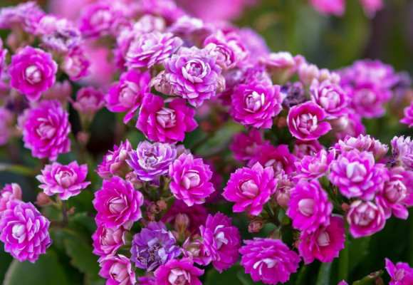 Kalanchoë gardelina