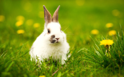 Jarenlang plezier hebben van je konijn? Zo doe je dat