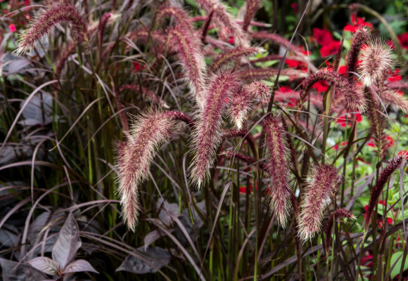 Pennisetum advena