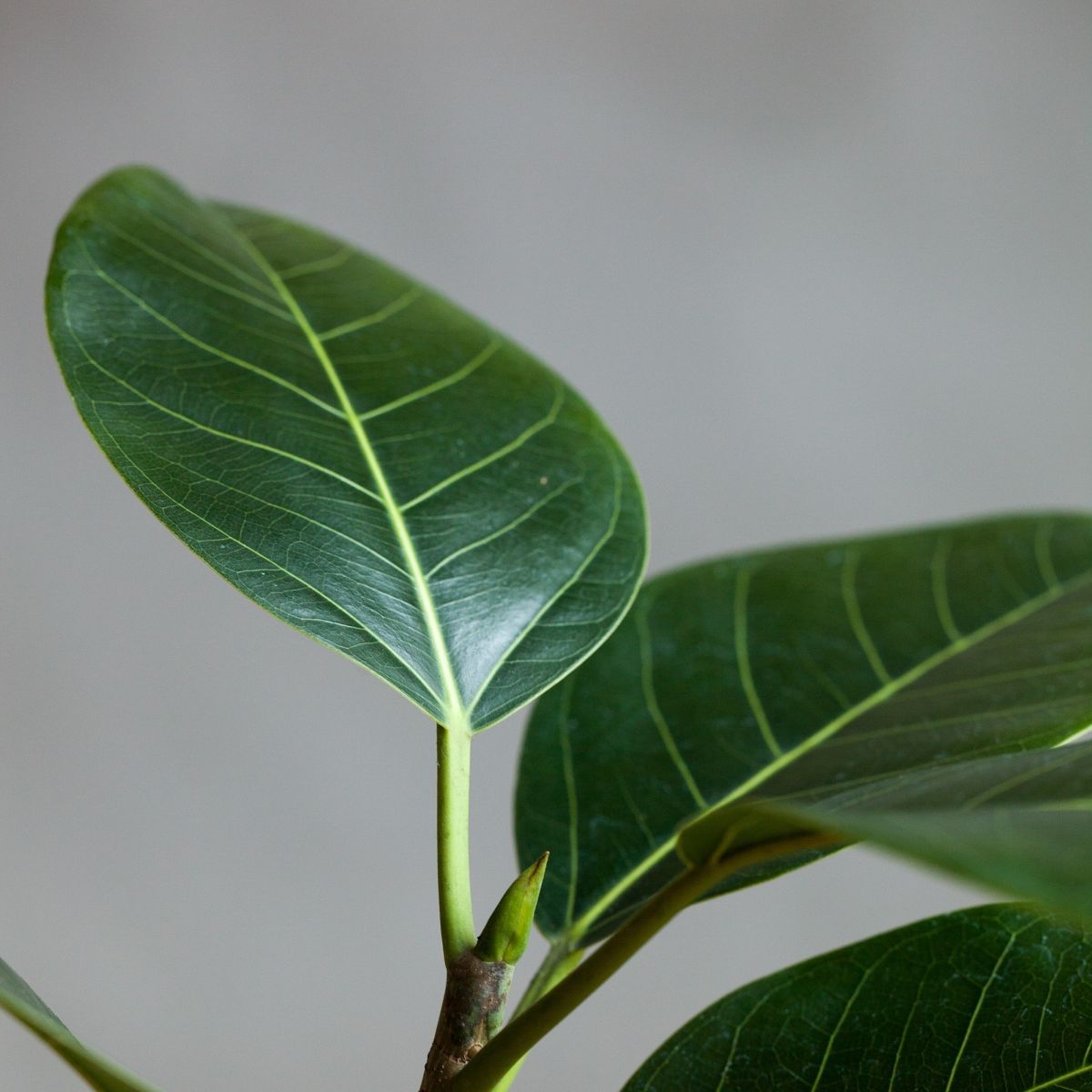 Ficus