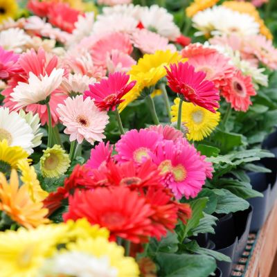 Gerbera