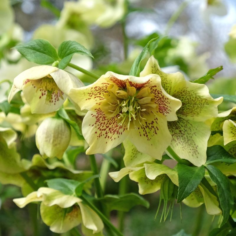 Helleborus