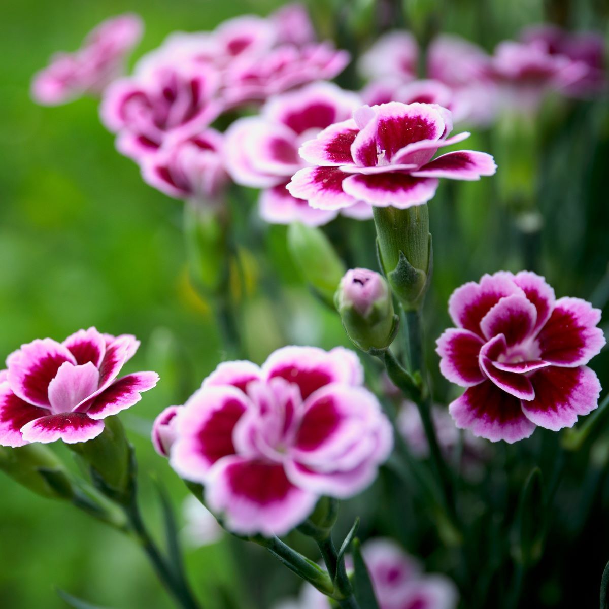 Dianthus