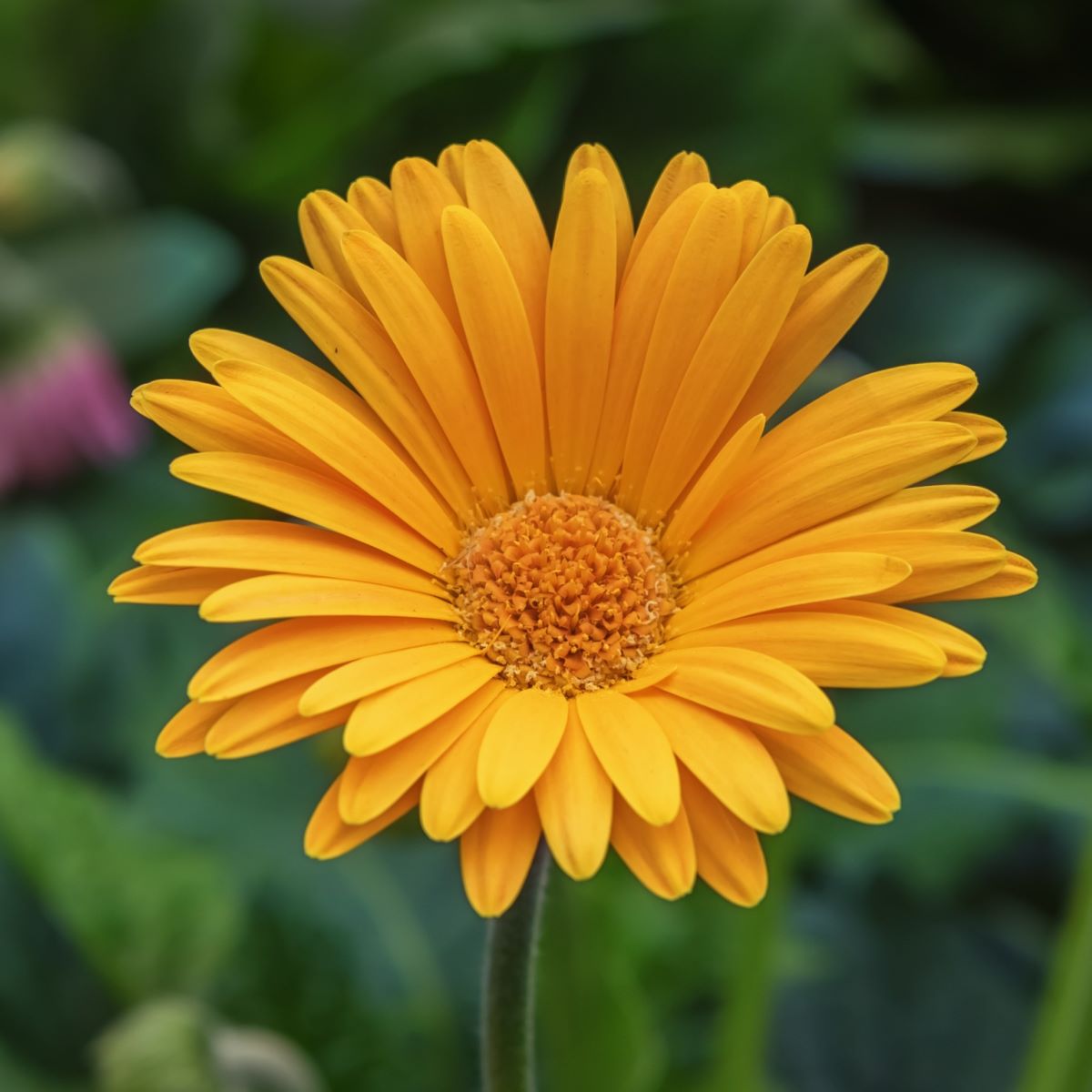Gerbera