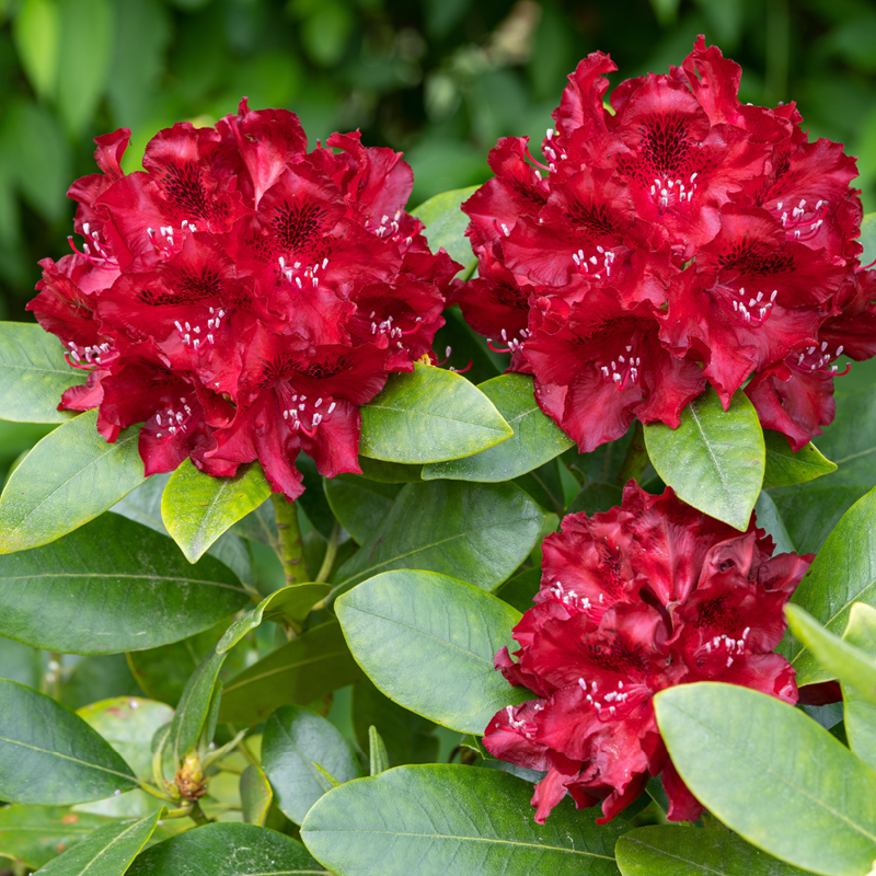 Rhododendron 'Hybride'