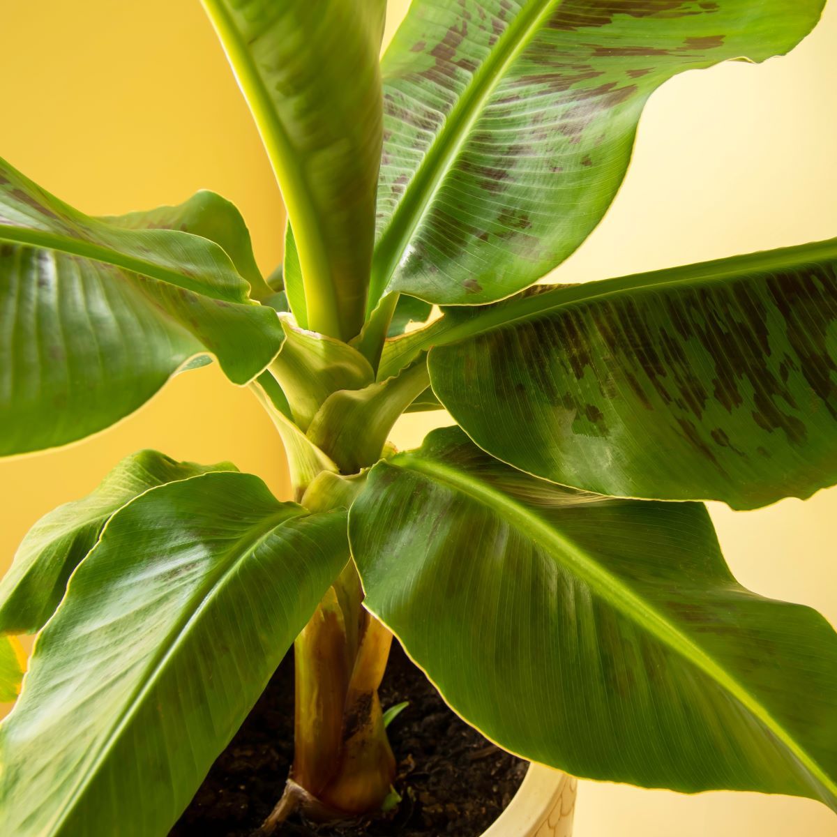 Musa acuminata