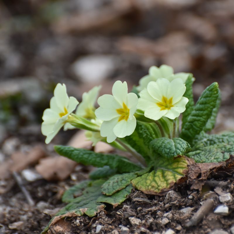 Primula