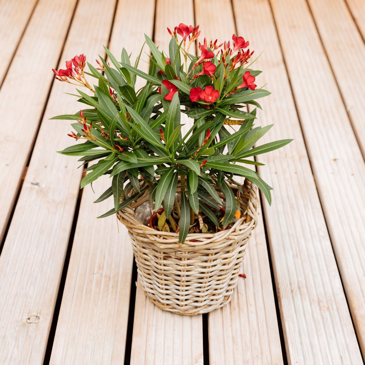 Sitemapcdatahttpsshopinf Inetcomnerium Oleander Fiche Technique