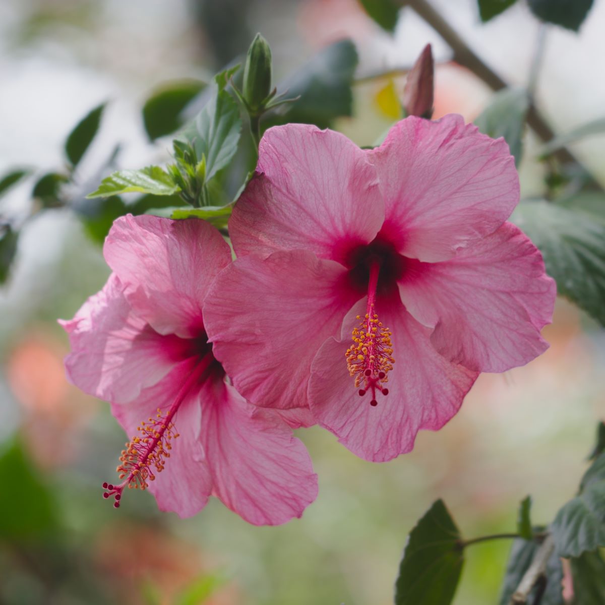 Hibiscus rosa-sinensis